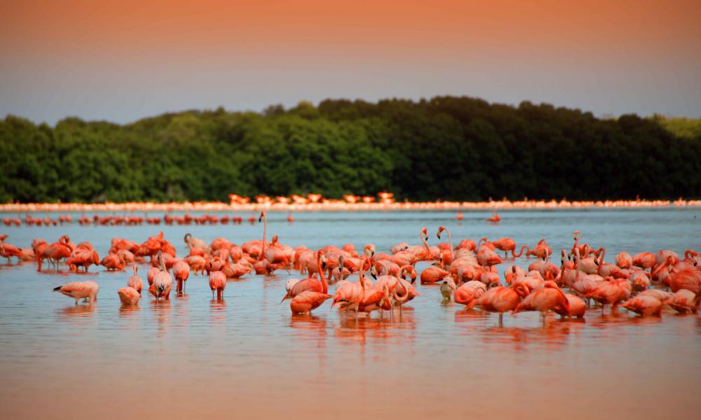 Nota sobre Balneario Celestun