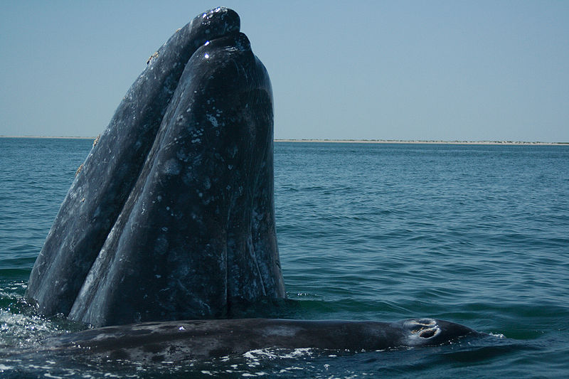 Nota sobre Donde puedo observar a la ballena gris en México