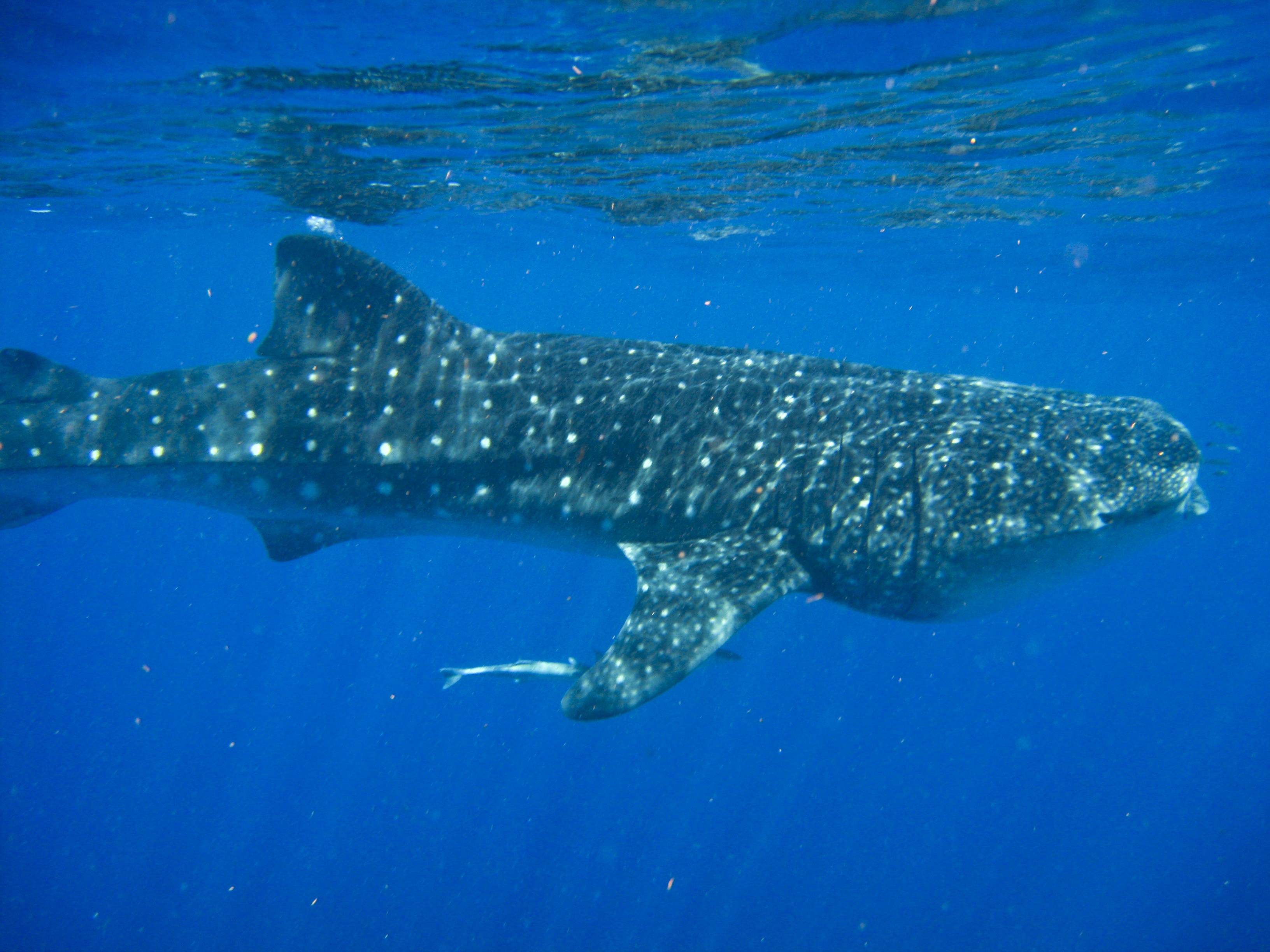 Nota sobre Avistamiento de tiburones ballena motiva reactivación del turismo en el Caribe Mexicano 