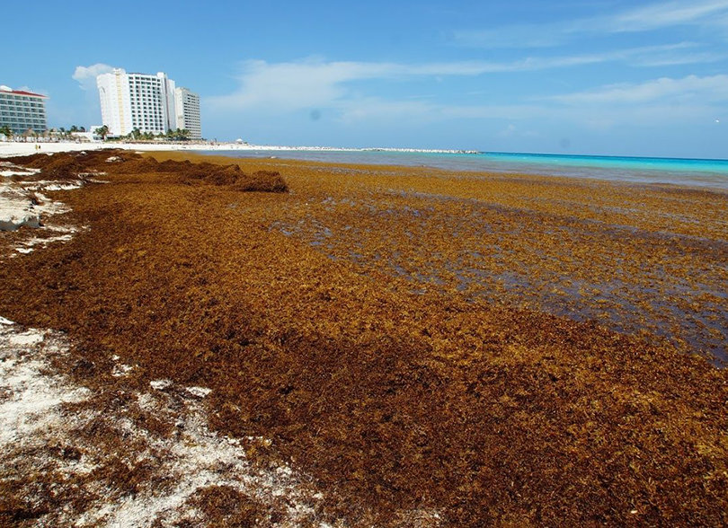 Nota sobre  Cancún: Amenaza sargazo reapertura turística en junio 