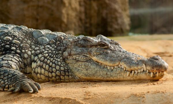 Nota sobre Caribe Mexicano: Vacacionistas avistan gran cocodrilo en reserva de Chetumal 