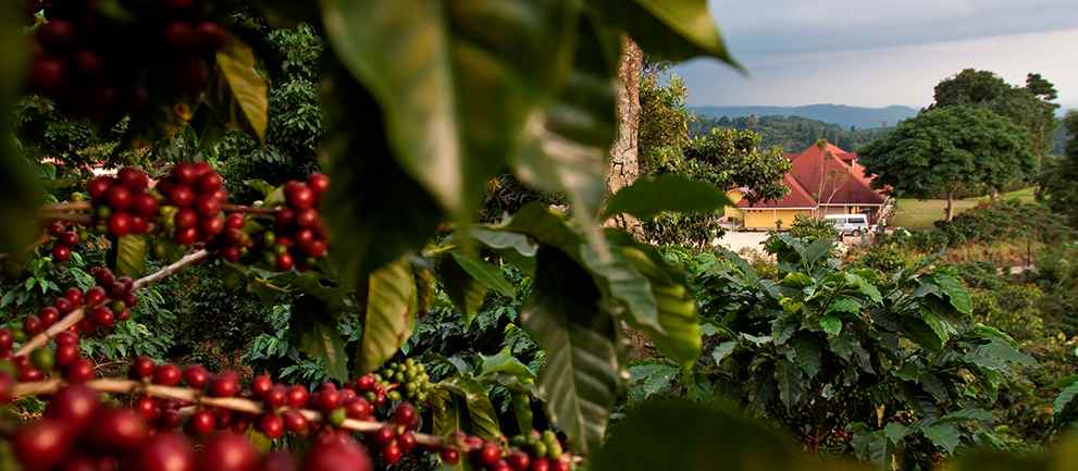 Nota sobre Ventajas de visitar las haciendas de Mexico