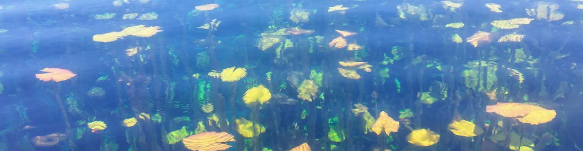 Pedro Baranda, Candelaria, Campeche